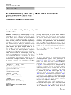 Do common ravens (Corvus corax) rely on human or conspeciWc