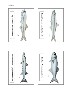 Pictures 1 Bay Anch ovy - Anchoa mitchilli Striped Anchovy
