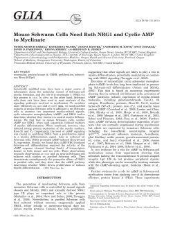 Mouse schwann cells need both NRG1 and cyclic AMP to myelinate