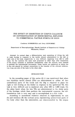 the effect of dissection of corpus callosum on differentiation of