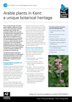 8 Arable Plants - Kent Wildlife trust