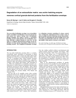 sea urchin hatching enzyme removes cortical granule