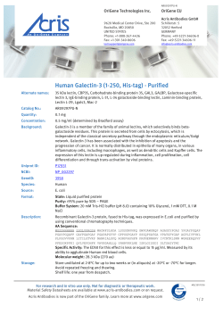 Human Galectin-3 (1-250, His-tag) - Purified