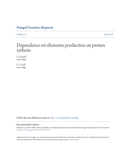 Dependence on ribosome production on protein