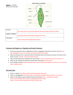 Euglena p. 230,232 Draw, Color and Label. Eye spot Not really and