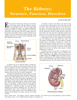The Kidneys - Health Professions Institute
