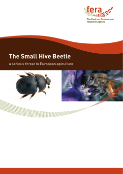 The Small Hive Beetle