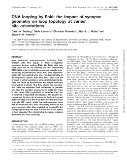 DNA looping by FokI: the impact of synapse