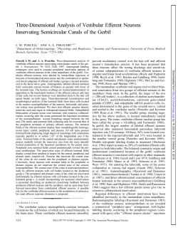 Three-Dimensional Analysis of Vestibular Efferent Neurons
