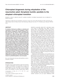 Chloroplast biogenesis during rehydration of the