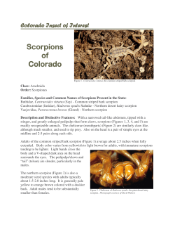 SCORPIONS OF COLORADO OCT 8