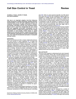 Cell Size Control in Yeast