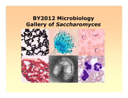 Saccharomyces Saccharomyces
