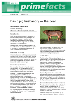 Basic pig husbandry - the boar - NSW Department of Primary