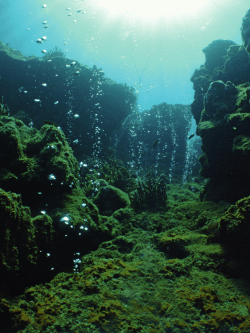 Climate Gives Corals an Acid Bath - Max-Planck