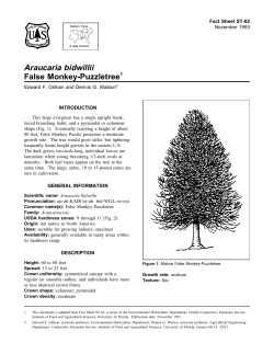 Araucaria bidwillii False Monkey