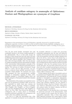 Analysis of conidium ontogeny in anamorphs of Ophiostoma