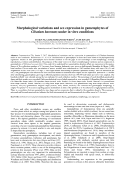 Morphological variations and sex expression in gametophytes of