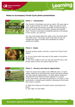 Notes to accompany Forest Cycle photo presentation