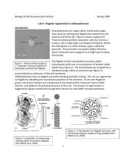 Flagellar regeneration lab