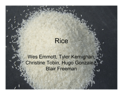 Growth Stages of Rice