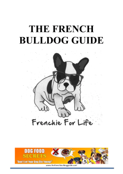 the french bulldog guide - Best French Bulldog Guide
