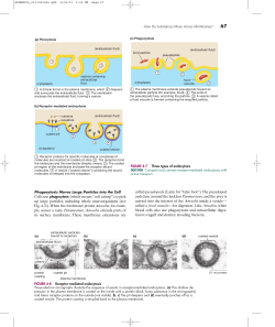Cells use phagocytosis (which means &ldquo;cell eating&rdquo;) to pick up large