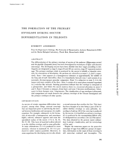 the formation of the primary envelope during oocyte differentiation in