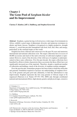 The Gene Pool of Sorghum bicolor and Its Improvement