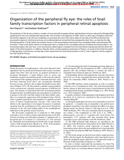 Organization of the peripheral fly eye: the roles of