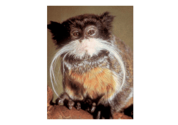 An Impending Extinction Crisis