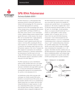 SP6 RNA Polymerase - Thermo Fisher Scientific