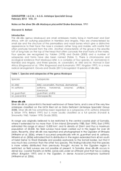 Madoqua piacentinii for GnusletterREVISED