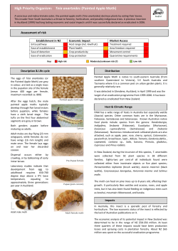 Painted Apple Moth - Kiwifruit Vine Health