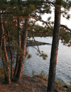 Untrammeled wilderness - Collections