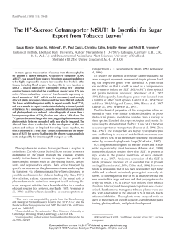 The H -Sucrose Cotransporter NtSUT1 Is Essential for Sugar Export