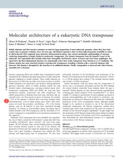 Molecular architecture of a eukaryotic DNA transposase