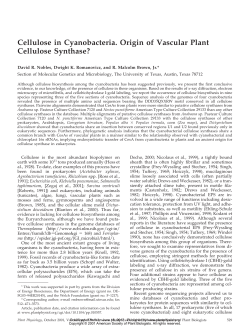 Cellulose in Cyanobacteria. Origin of Vascular