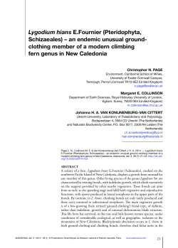 Lygodium hians E.Fournier (Pteridophyta, Schizaeales) &ndash; an