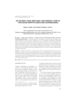 on the nest, eggs, nestlings, and parental care of the scaled antpitta