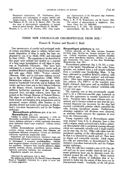 Three New Unicellular Chlorophyceae from Soil