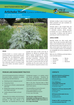 artichoke thistle.indd