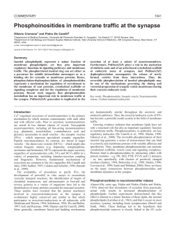 PIs in membrane traffic at the synapse