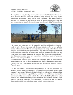 November: Savannas Preserve Wildflowers