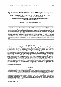 Synchronization of the Cell Division Cycle of