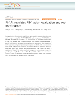 Pin1At regulates PIN1 polar localization and root gravitropism