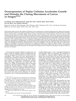 Overexpression of Poplar Cellulase Accelerates