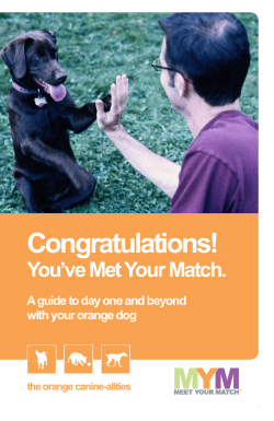 Orange Dog Adopter Guide