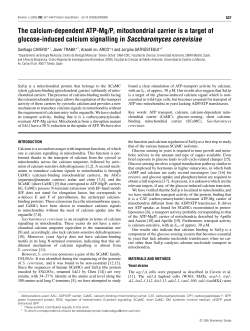 The calcium-dependent ATP-Mg/Pi mitochondrial carrier is a target
