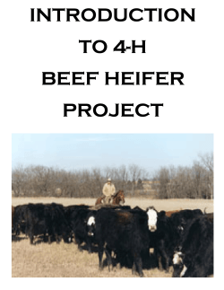 introduction to 4-h beef heifer project